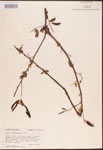 Salix