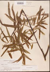 000003392-thumbnail.jpg