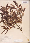 000003395-thumbnail.jpg