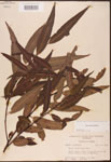 000003396-thumbnail.jpg