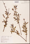 Salix
