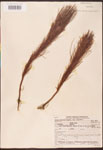 000003433-thumbnail.jpg