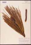 Pinus
