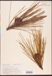 Pinus