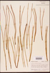 Pinus