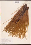 Pinus