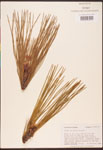Pinus