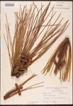 000003445-thumbnail.jpg