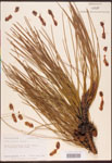 Pinus
