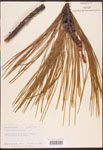 Pinus