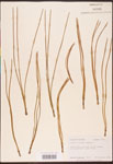 Pinus