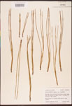 Pinus