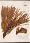 000003452-thumbnail.jpg