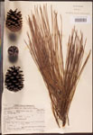 000003453-thumbnail.jpg