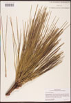 000003461-thumbnail.jpg