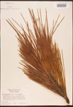 000003462-thumbnail.jpg