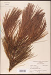 000003468-thumbnail.jpg