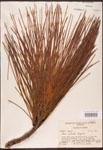 Pinus