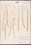 Pinus