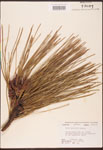 000003472-thumbnail.jpg