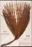 Pinus