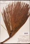 Pinus
