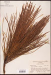 Pinus