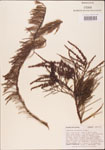 Taxodium