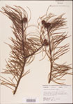 000003484-thumbnail.jpg