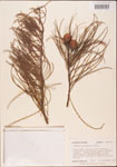Taxodium