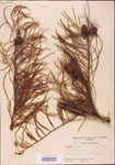 000003487-thumbnail.jpg