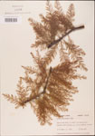 000003491-thumbnail.jpg