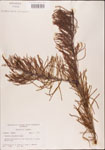000003492-thumbnail.jpg