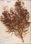 000003493-thumbnail.jpg