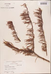 000003494-thumbnail.jpg