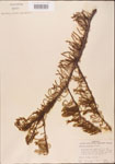 000003495-thumbnail.jpg
