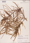 000003497-thumbnail.jpg