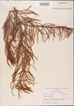 000003498-thumbnail.jpg