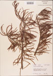 000003500-thumbnail.jpg