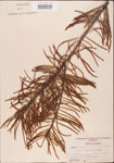 000003504-thumbnail.jpg