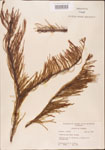 000003505-thumbnail.jpg