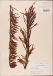 000003506-thumbnail.jpg