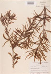 000003509-thumbnail.jpg