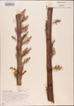 000003514-thumbnail.jpg
