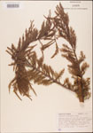 Taxodium