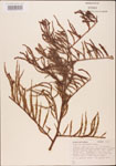 Taxodium