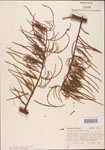 Taxodium
