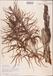 000003520-thumbnail.jpg