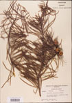 000003521-thumbnail.jpg