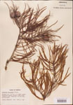 000003522-thumbnail.jpg